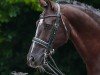 dressage horse Baskahegan Lake (Oldenburg, 2015, from Bretton Woods)