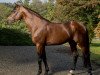 stallion Chaclot (Oldenburg show jumper, 2009, from Chacco-Blue)