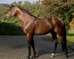 stallion Chaclot (Oldenburg show jumper, 2009, from Chacco-Blue)