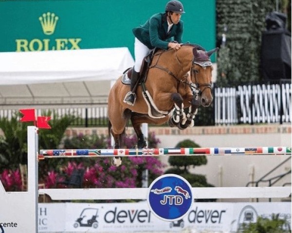 jumper Salamandra Baloubina (Brazilian horse, 2006, from Baloubet du Rouet)