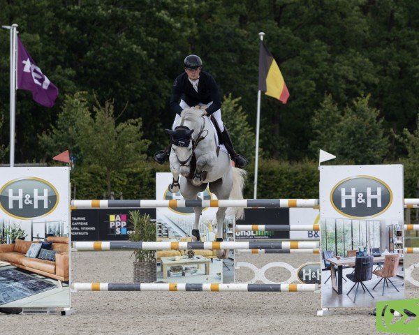 jumper Condor de Laubry Z (Zangersheide riding horse, 2016, from Cornet Obolensky)