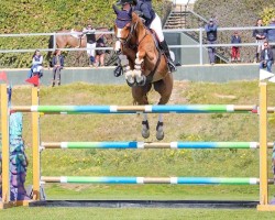 jumper Goldfinger Z (Zangersheide riding horse, 2012, from Goldfever)