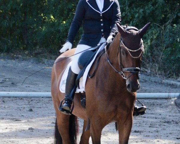 dressage horse Bobbi 19 (Oldenburg, 2016, from Borsalino)