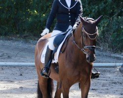 dressage horse Bobbi 19 (Oldenburg, 2016, from Borsalino)