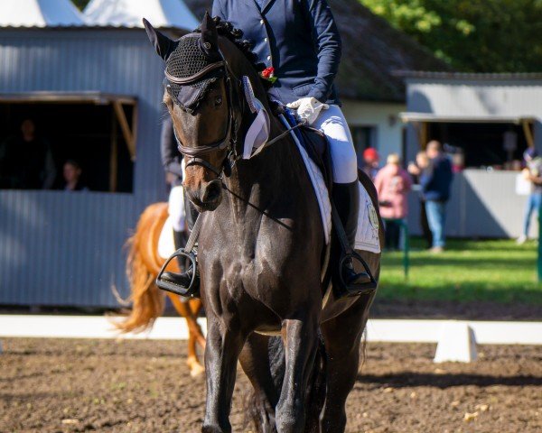 jumper Darina 178 (German Sport Horse, 2015, from Diarado's Boy)