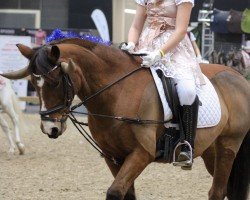 jumper Lady Anne 12 (KWPN (Royal Dutch Sporthorse), 2006)