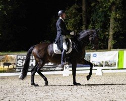 dressage horse So Cool 2 (Oldenburg, 2010, from Sir Donnerhall I)