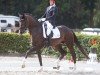 stallion Qaramba 5 (German Sport Horse, 2019, from Q-Sieben OLD)