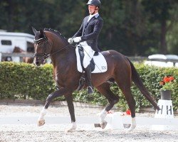 stallion Qaramba 5 (German Sport Horse, 2019, from Q-Sieben OLD)