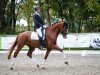 dressage horse Einstein 215 (German Sport Horse, 2019, from Escamillo)