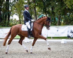 dressage horse Einstein 215 (German Sport Horse, 2019, from Escamillo)