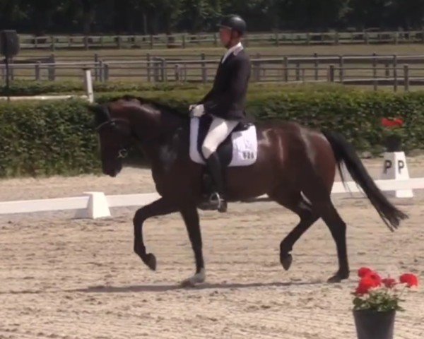 dressage horse Quality 47 (German Sport Horse, 2018, from Quantensprung 3)