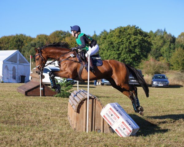 Springpferd Sofka (Polnisches Warmblut, 2013, von Ormuz xx)