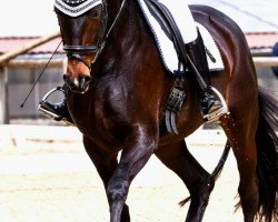 broodmare Qaitlyn (Hanoverian, 2014, from Quantensprung 3)