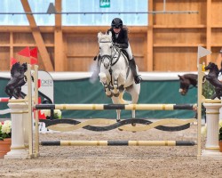 jumper Luckpenny (Irish Sport Horse, 2013, from Beach Ball)