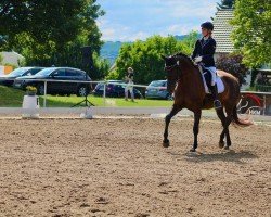 dressage horse Fräulein Federleicht (German Sport Horse, 2018, from Freiherr von Stein)