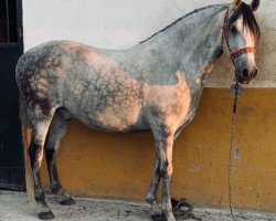 horse Montijo (Andalusier, 2012)