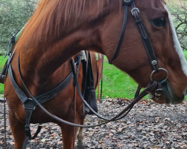 horse Colpacino xx (Thoroughbred, 2008, from Ballingarry)