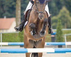 jumper Cookie 167 (Oldenburg show jumper, 2019, from Tiefenhofs Cacun)