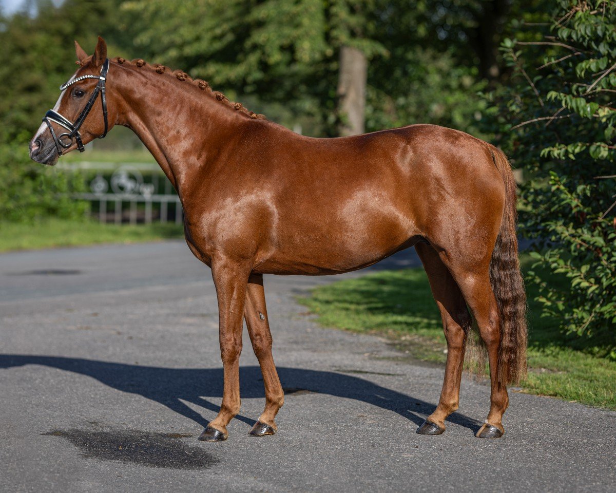 broodmare For Dance GM (Rhinelander, 2017, from Nadir vom Splitting WE)
