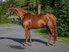 broodmare For Dance GM (German Riding Pony, 2017, from Nadir vom Splitting WE)