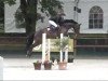 broodmare Celeste 65 (Oldenburg show jumper, 2018, from K.i Checkter)