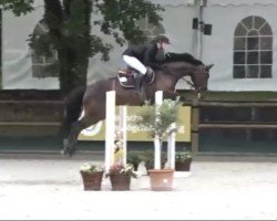 broodmare Celeste 65 (Oldenburg show jumper, 2018, from K.i Checkter)