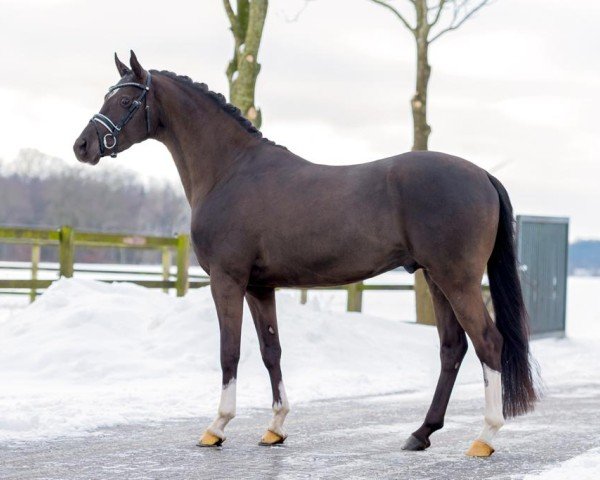 Deckhengst Reitland's Bon Coeur B (Deutsches Reitpony, 2017, von Brouwershaven Black Caviar)