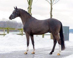 stallion Reitland's Bon Coeur B (German Riding Pony, 2017, from Brouwershaven Black Caviar)