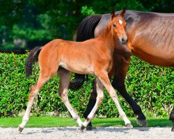 horse Hatoucha de la Croix Renard Z (Zangersheide riding horse, 2021, from Heartbreaker)