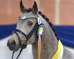 dressage horse Bailador PP (German Riding Pony, 2022, from Reitland's Bon Coeur B)