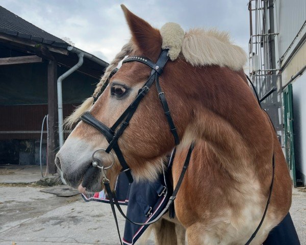 horse Sterndeuter (Haflinger, 2003, from Haflingerfohlen von Standart)