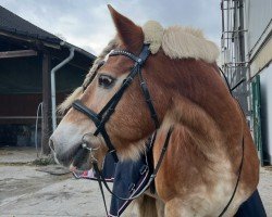 Pferd Sterndeuter (Haflinger, 2003, von Haflingerfohlen von Standart)