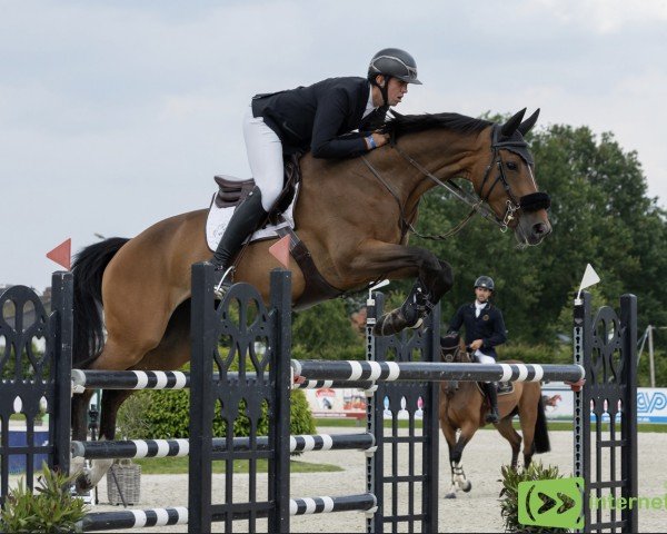 Springpferd Perle D'Or van de Gaverstede (Belgisches Warmblut, 2015, von Wandor van de Mispelaere D'10)