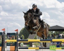 jumper L'Alize Z (Zangersheide riding horse, 2014, from L'Arc de Triomphe)