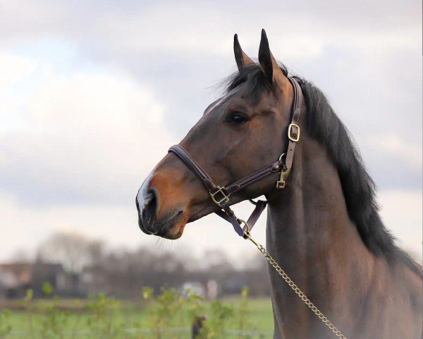 jumper Air Play EC Z (Zangersheide riding horse, 2017, from Aganix du Seigneur)