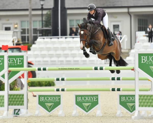 jumper Crislin van den Bosrand (Zangersheide riding horse, 2017, from Carambole)