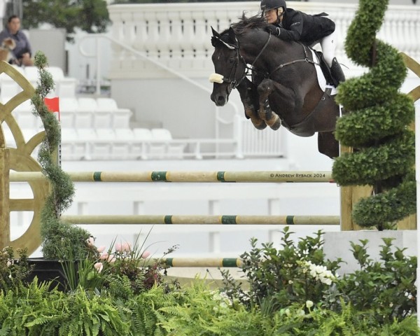 Springpferd Vertigo Delorme (Westfale, 2009, von Chacco-Blue)