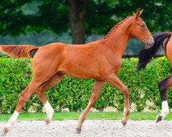 jumper Earthquake EDC Z (Zangersheide riding horse, 2021, from Emerald van 't Ruytershof)