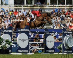 jumper Lexington (Belgian Warmblood, 2014, from Etoulon VDL)