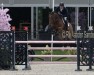 jumper Otto van de Achterhoek (Belgian Warmblood, 2014, from Dieu-Merci van T&L)