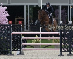 Springpferd Otto van de Achterhoek (Belgisches Warmblut, 2014, von Dieu-Merci van T&L)