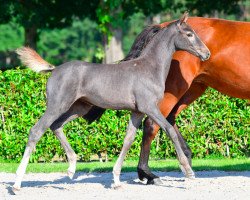 jumper Milky Way AEG Z (Zangersheide riding horse, 2021, from Mylord Carthago)