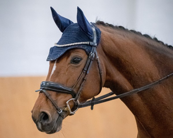 dressage horse Sally Sw (Westphalian, 2015, from Sir Heinrich OLD)