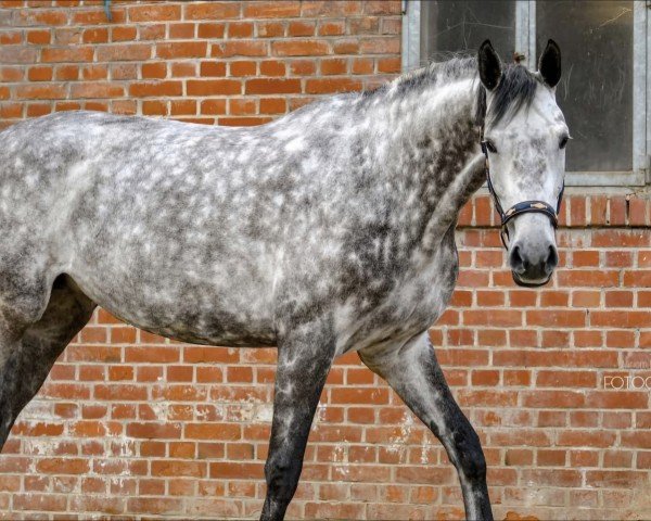 dressage horse Donessa 4 (Hanoverian, 2016, from Don Nobless)