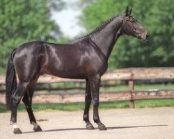 stallion Salamon (Belgian Warmblood, 1995, from Darco)