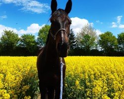 dressage horse Deleen 3 (German Sport Horse, 2014, from Dream Rubin)