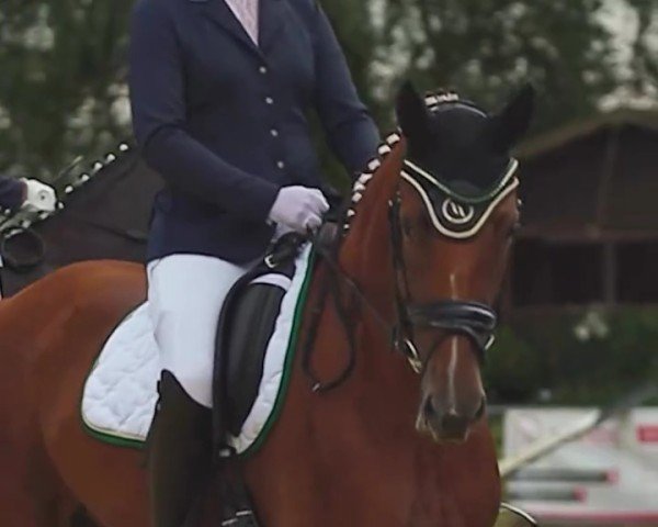 dressage horse Susi (Hanoverian, 2020, from Sezuan)