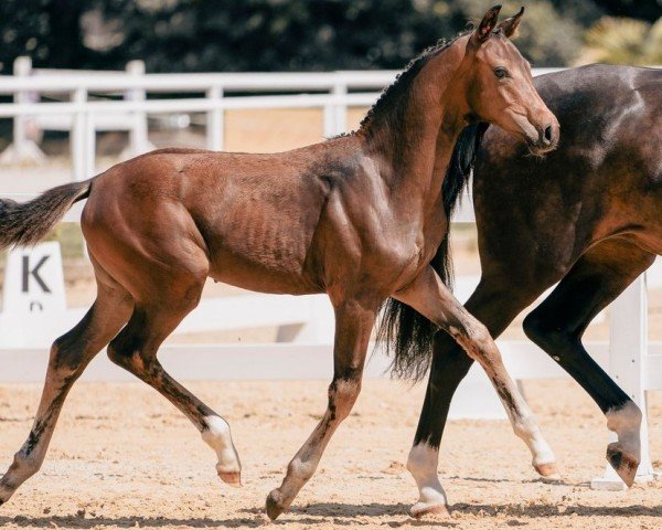 foal by For Secret (Austrian Warmblood, 2024, from For Romance I)