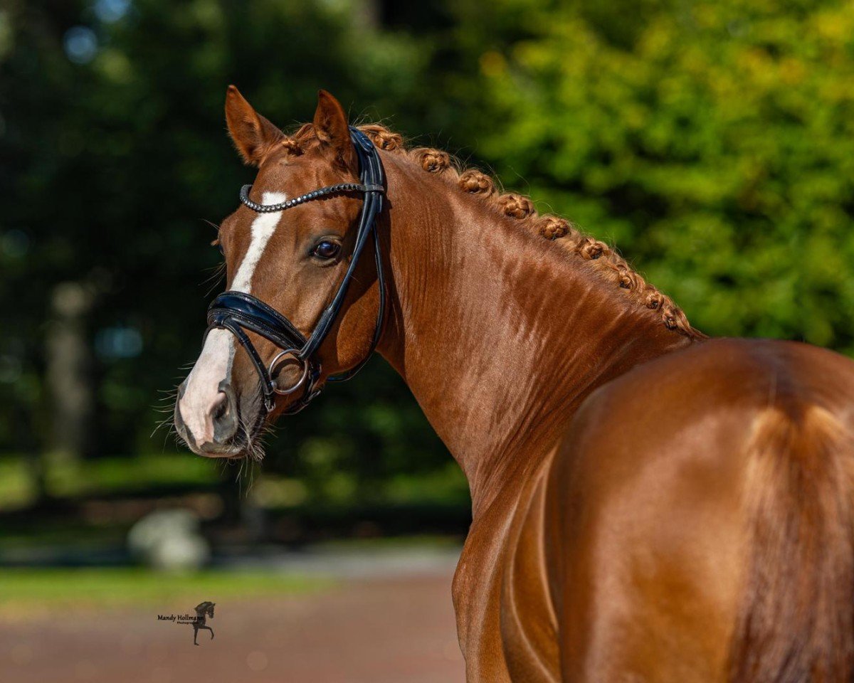 dressage horse Reitlands Octavian go for gold (German Riding Pony, 2019, from High Flow's Oxford)